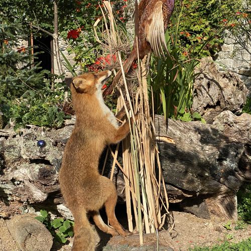 Null Groupe composé d'un renard roux (vulpes vulpes) chassant un faisan (phasian&hellip;