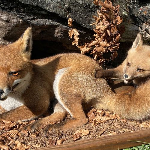 Null Renarde rousse (vulpes vulpes) avec ses trois petits, naturalisés, dans un &hellip;