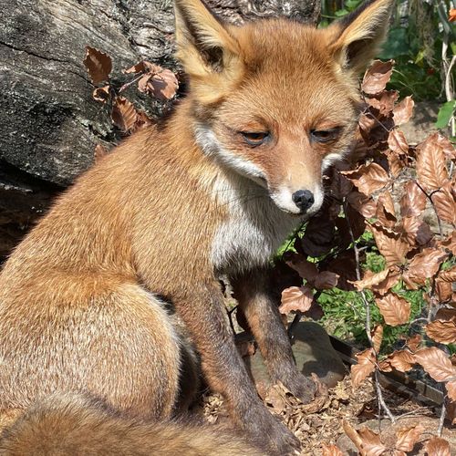 Null Renarde rousse (vulpes vulpes) assise dans un décor automnal. Sous vitrine &hellip;