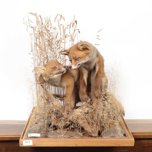 Null Couple de renardeaux roux (vulpes vulpes) face à face, natralisés, sous vit&hellip;