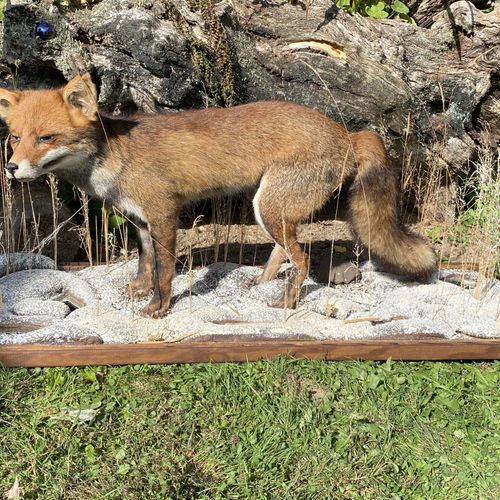 Null Grand renard roux (vulpes vulpes) naturalisé, dans un décor hivernal, sous &hellip;
