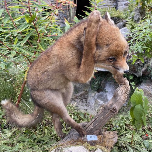 Null Renardeau roux (vulpes vulpes) se grattant l'oreille, naturalisé sur branch&hellip;