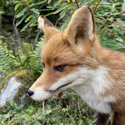 Null Renarde rousse (vulpes vulpes) assise sur socle, naturalisée. H : 42 cm Pro&hellip;