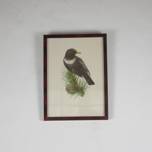 Null Gravure anglaise en couleur. 

"Oiseau branché".

25 x 18 cm.