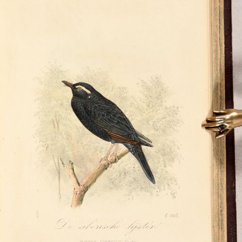 Null SCHLEGEL, Hermann [Fauna dei Paesi Bassi]. I vogel dei Paesi Bassi. Tweede &hellip;