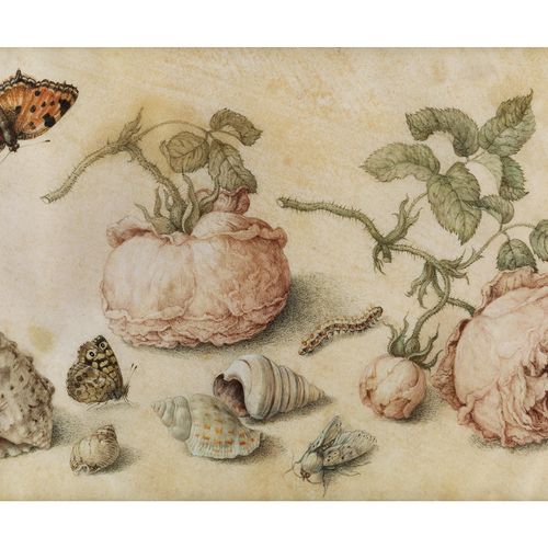 Jan van Kessel d. Ä., um 1626 – 1679, zugeschrieben ROSEN, SCHNECKEN UND INSEKTE&hellip;