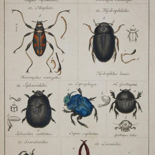 Sturm,J. Catalogue de ma collection d'insectes. Première partie : coléoptères (t&hellip;