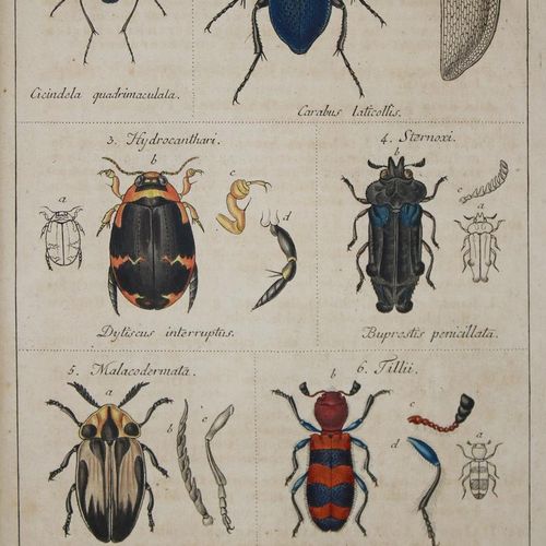Sturm,J. Catalogue de ma collection d'insectes. Première partie : coléoptères (t&hellip;