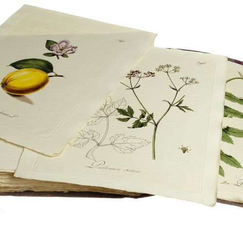 Null Joh. Simon Kerner 所有经济植物的图解。第1-6卷（共8卷）。斯图加特，科塔，1787-1793。4°.有598色。版画（缺少358号&hellip;