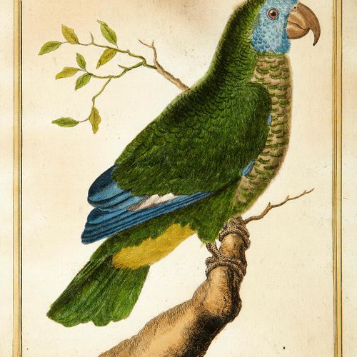 Null Martinet François Nicolas 18th century "Perroquet de la Havane", "Tangara",&hellip;