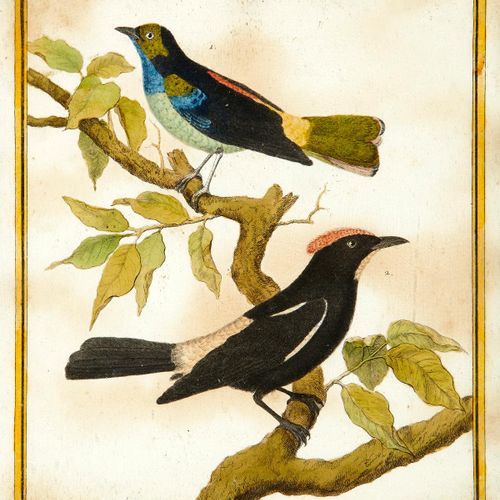 Null Martinet François Nicolas 18世纪 "Perroquet de la Havane", "Tangara", "Tangar&hellip;