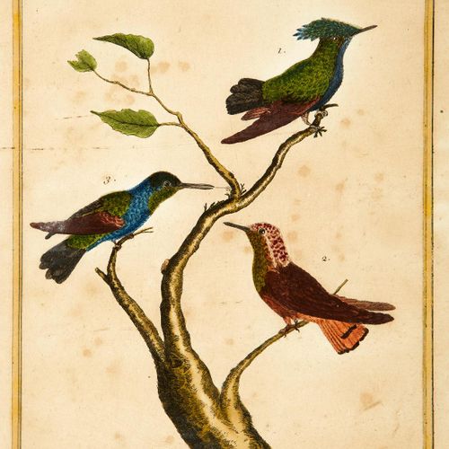 Null Martinet François Nicolas 18th century "Perroquet de la Havane", "Tangara",&hellip;
