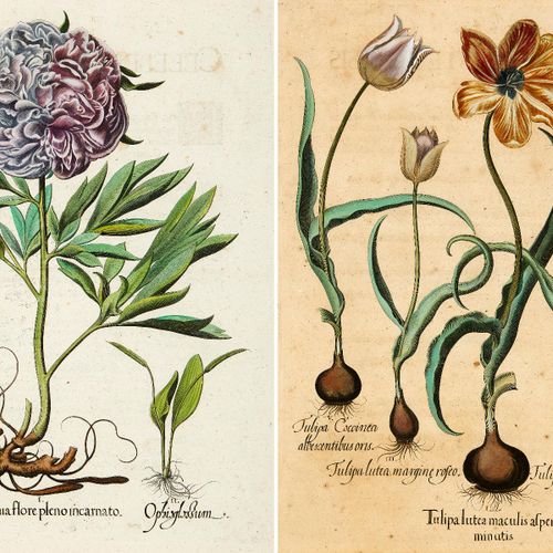Null Besler Basilius 1613. "Tulipa luctea maculis alpersa minutis" y "Paeonia fl&hellip;