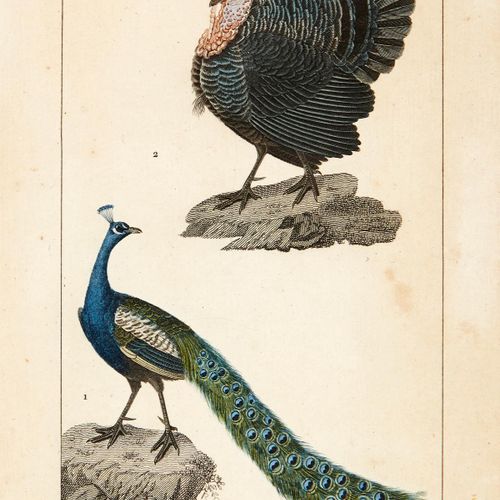 Null Prêtre Jean-Gabriel France, 1st half 19th c. "Cygne noir & Oie sauvage", "T&hellip;