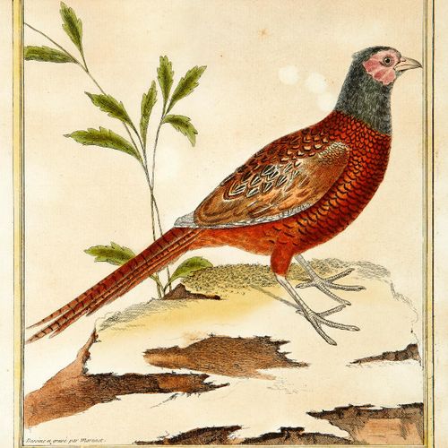 Null Martinet François Nicolas 18世纪 "Perdrix rouge de France, mâle", "Faisan dor&hellip;