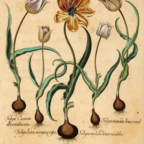 Null Besler Basilius 1613. "Tulipa luctea maculis alpersa minutis" and "Paeonia &hellip;