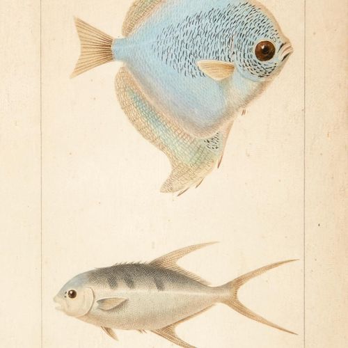 Null Prêtre Jean-Gabriel 法国，19世纪上半叶。"Cabeliau & Merlan "和 "Acanthopode argenté &&hellip;