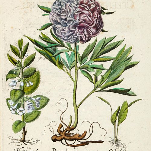 Null Besler Basilius 1613. "Tulipa luctea maculis alpersa minutis" and "Paeonia &hellip;