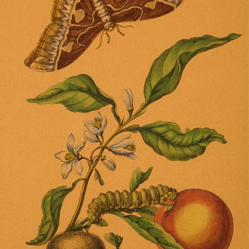 Null Merian Maria Sibylla Hacia 1700. "Caligo Idomeneus", "Rotschildia Hesperus"&hellip;