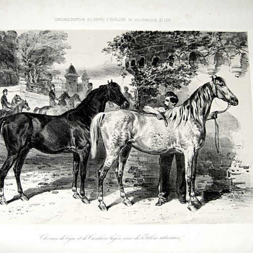 69.[Hippology]。LALAISSE (François Hippolyte Delalaisse, dit).对马的研究。S.N.N.L.N.D.(&hellip;