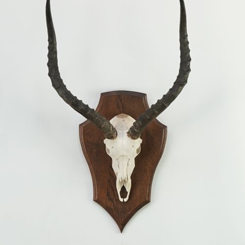 Null Massacre of Impala (Aepyceros melampus)

On a wooden escutcheon. Nice size.