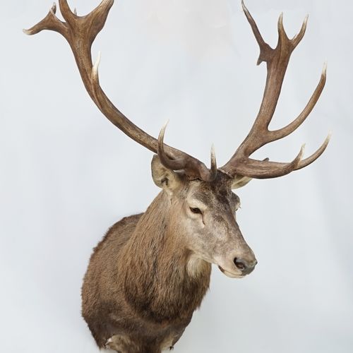 Null Exceptional bust of Elaphe Deer (Cervus elaphus) naturalized.