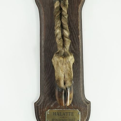 Null Stag's foot, Halatte 

Crew by Monts et Valons

December 19th 1887