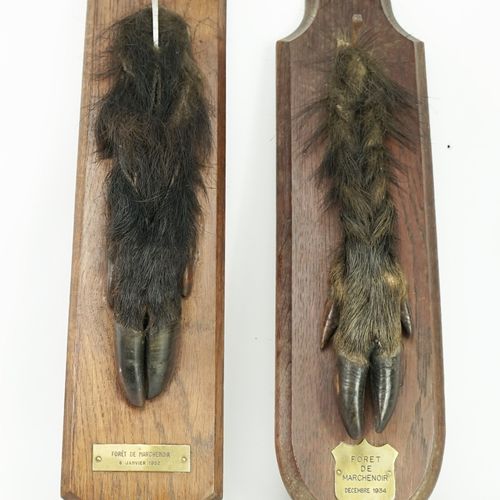 Null 两只野猪的脚：Marchenoir森林，1934年12月和1952年1月。