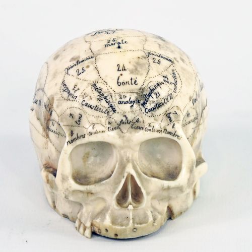 Null 
Crâne en os figurant des zones numérotées et mots en langue française (rus&hellip;