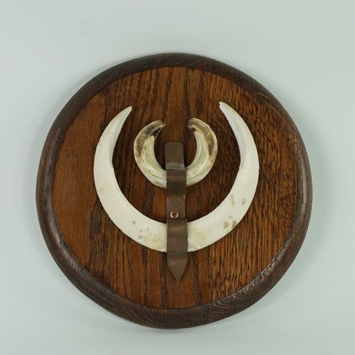 Null Pareja de gres y colmillos montados en un escudo de madera redondo

Diámetr&hellip;