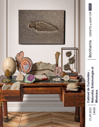 Cabinet de Curiosités : Naturalia, Entomologie et Minéraux