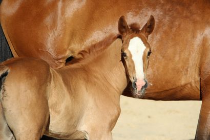 VENTE AUX ENCHERES EN LIGNE DE FOALS ET EMBRYONS