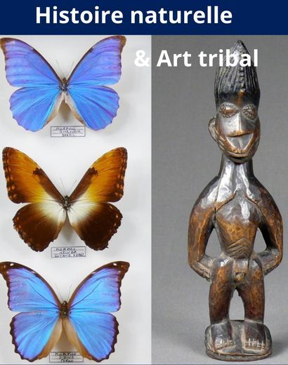 Histoire Naturelle & Art Tribal