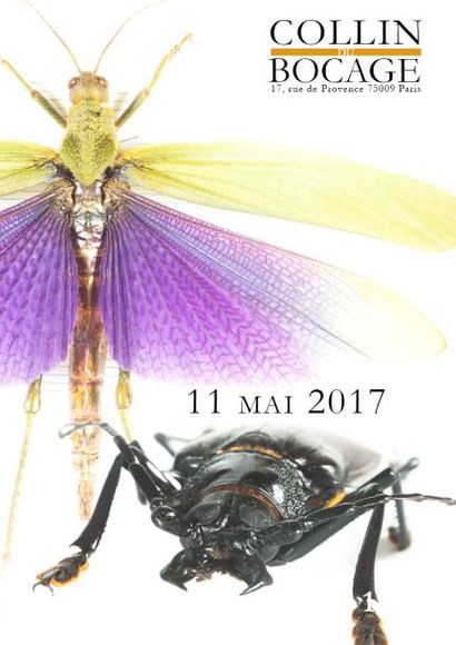 VENTE REPORTEE : Entomologie : collection André PEYRIERAS