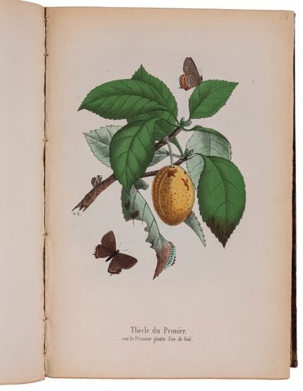 DUBOIS, Charles Frédéric y Alphonse.

Los lepidópt