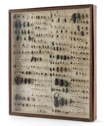 Entomologische Sammlung in sieben verglasten Holzs