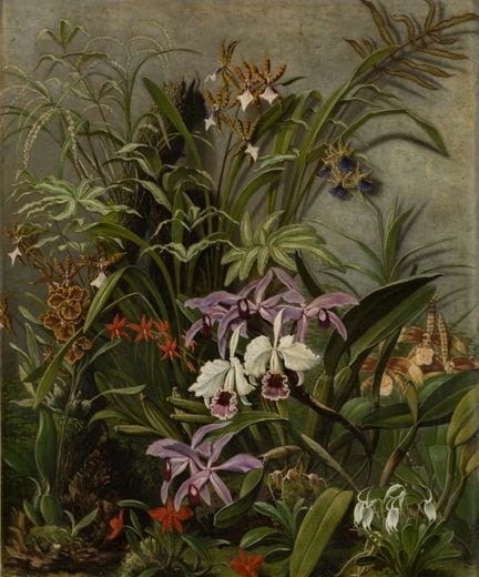 Unknown Master   19th century. Wild Orchids. Oil o