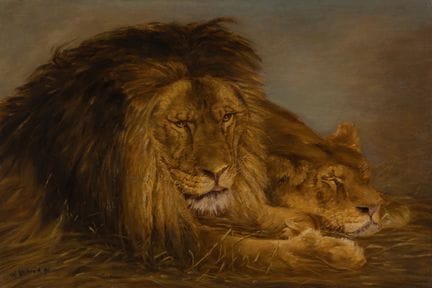 Unknown   Circa 1900, *Resting Pair of Lions*. Oil