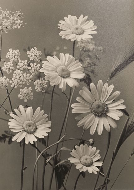 Max Baur 1898-1988 
Nature morte aux marguerites, 