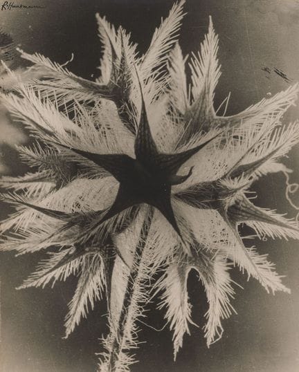 Raoul Hausmann 1886-1971 
Grande fleur, vers 1930,