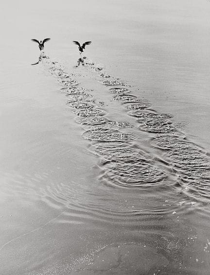 Siegfried Lauterwasser 1913-2000 
Foulques s'envol
