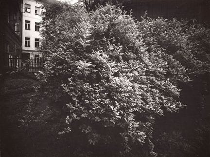 Josef Sudek 1896-1976 
Devant ma fenêtre, 1968, ti