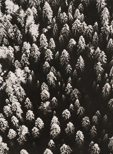 Franz Thorbecke 1922-2010 
La forêt vue d'en haut,