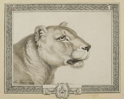 Peter, Wenzel (1745-1829). Tête de lionne. Dessin.