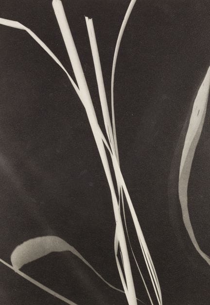 Cathrin Seidenberg 
Photogramme, 1951
Monté sur ca