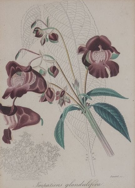 Auguste DUMENIL (XIX)
„Impatiens Glandulifera“
Ger