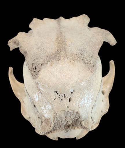 ZOOLOGIE
Ein Teil eines Tierschädels
H 9 x B 15 x 