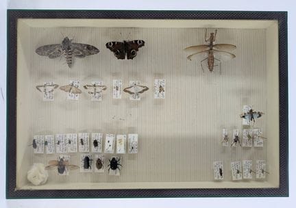 ENTOMOLOGIE – INSEKTENSAMMLUNG IN EINER VITRINE
Sa