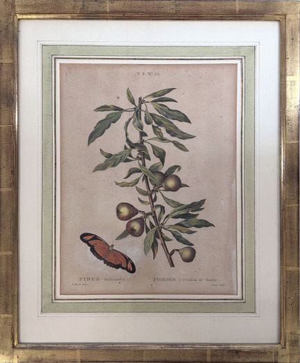Nach Pierre-Joseph REDOUTÉ (1759–1850)
„Birnbaum m