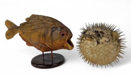 NATURALIA
Zwei präparierte Fische: ein auf einem H